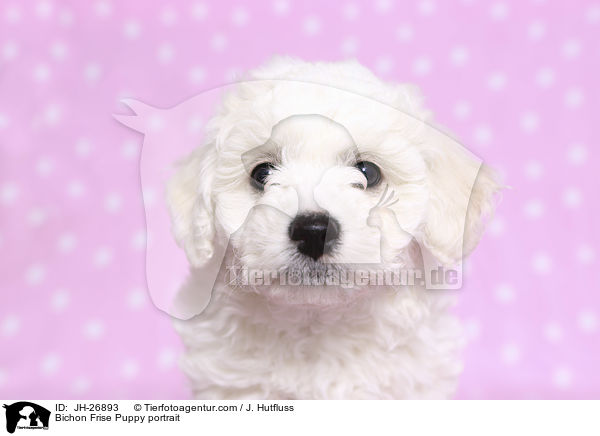Bichon Frise Puppy portrait / JH-26893