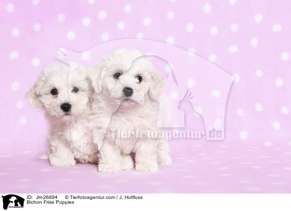 Bichon Frise Puppies / JH-26894