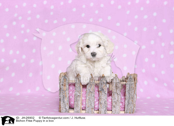 Bichon Frise Puppy in a box / JH-26902