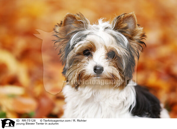 young Biewer Terrier in autumn / RR-75128
