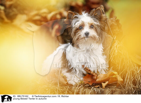 young Biewer Terrier in autumn / RR-75162