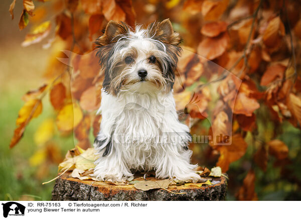 young Biewer Terrier in autumn / RR-75163