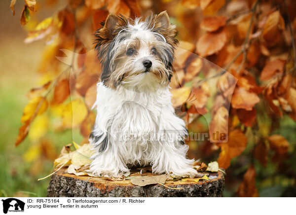 young Biewer Terrier in autumn / RR-75164