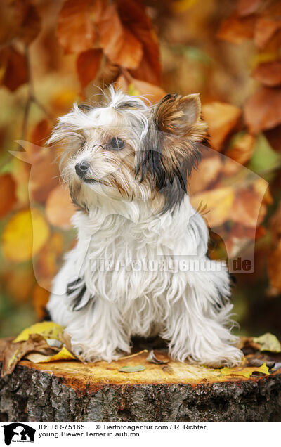 young Biewer Terrier in autumn / RR-75165