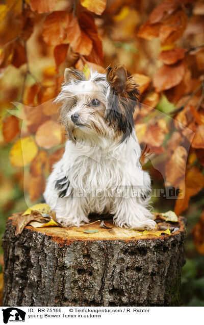 young Biewer Terrier in autumn / RR-75166