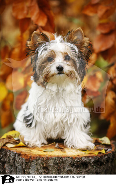 young Biewer Terrier in autumn / RR-75168
