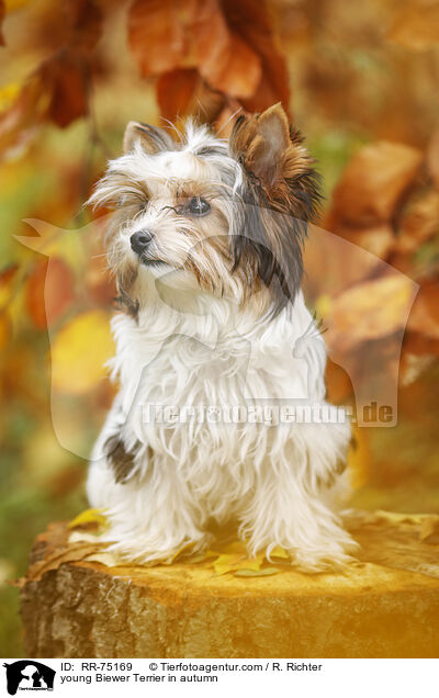 young Biewer Terrier in autumn / RR-75169