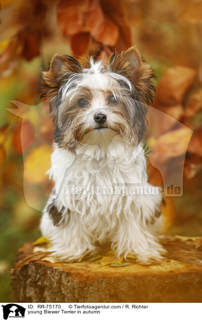 young Biewer Terrier in autumn / RR-75170