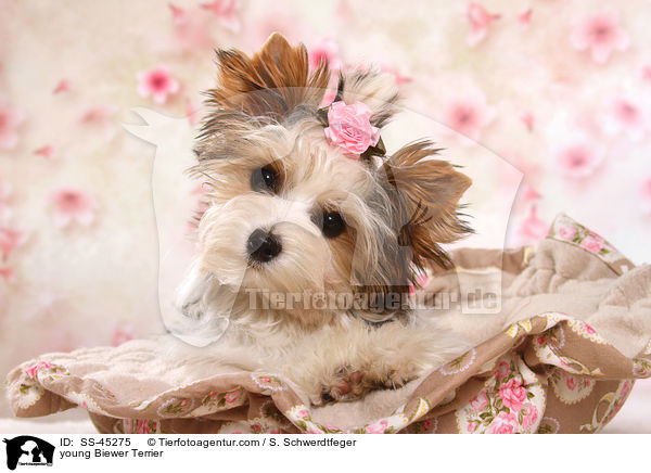 young Biewer Terrier / SS-45275