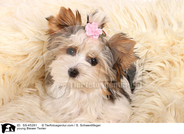 young Biewer Terrier / SS-45281