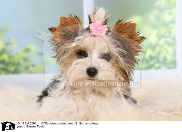 young Biewer Terrier / SS-45290