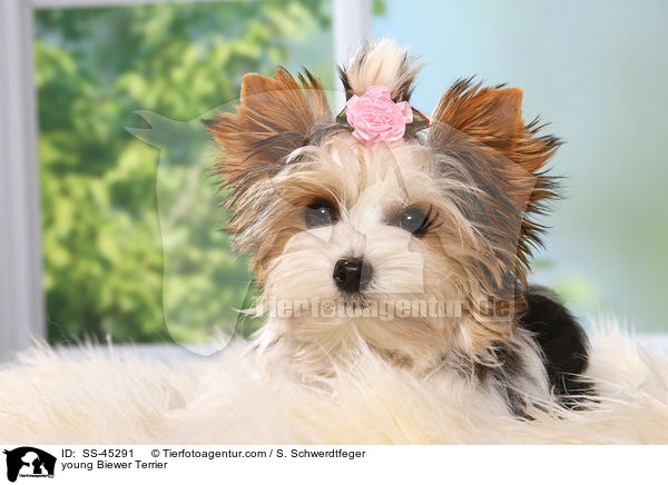 young Biewer Terrier / SS-45291