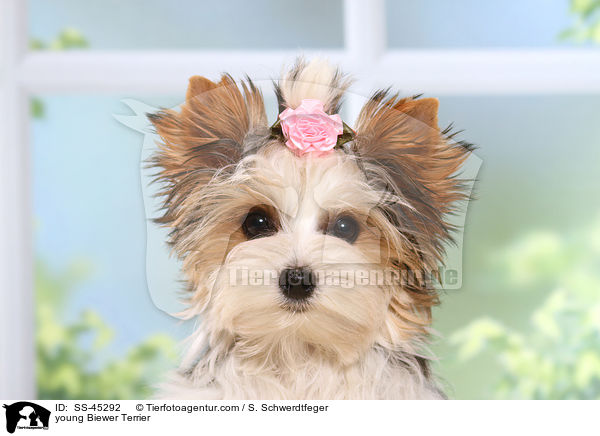 young Biewer Terrier / SS-45292