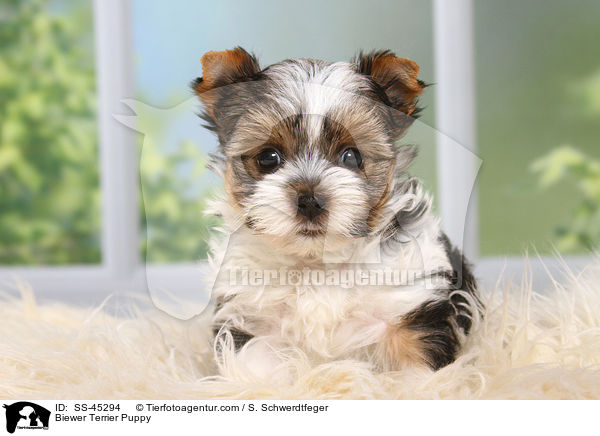 Biewer Terrier Puppy / SS-45294
