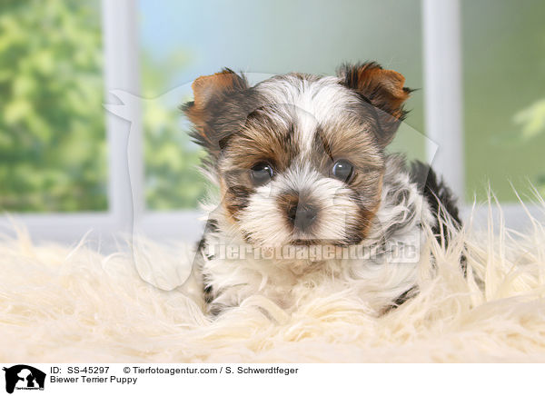 Biewer Terrier Puppy / SS-45297