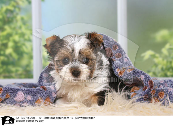 Biewer Terrier Puppy / SS-45298