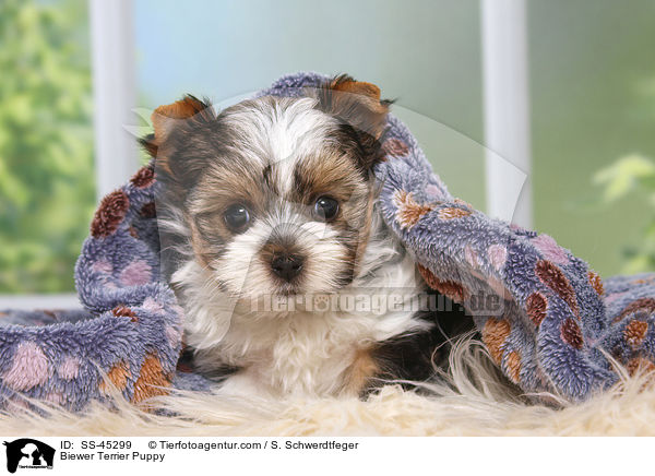 Biewer Terrier Puppy / SS-45299