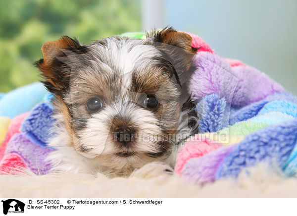Biewer Terrier Puppy / SS-45302