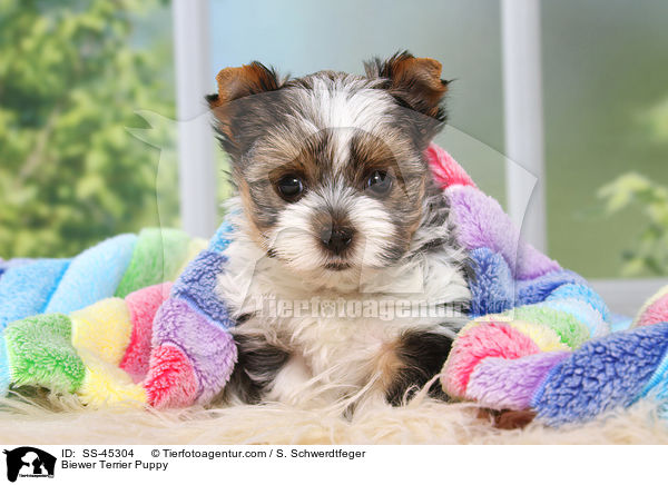 Biewer Terrier Puppy / SS-45304