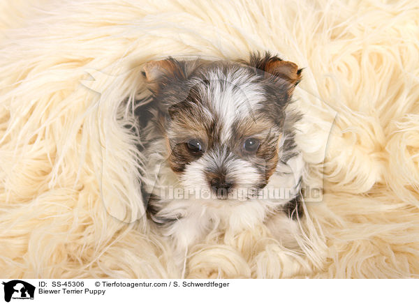 Biewer Terrier Puppy / SS-45306