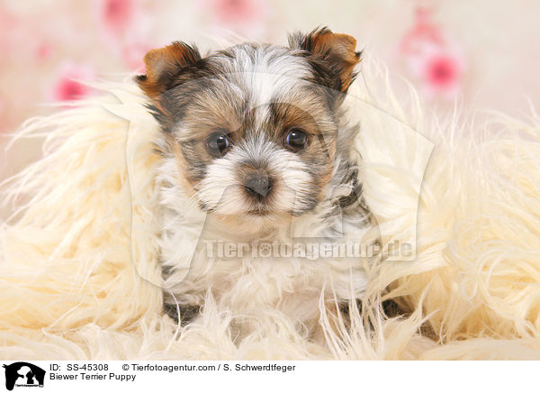 Biewer Terrier Puppy / SS-45308