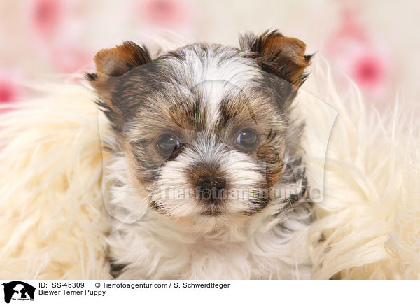 Biewer Terrier Puppy / SS-45309