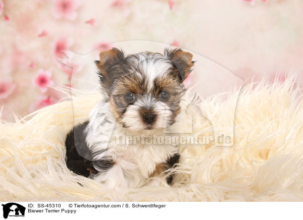 Biewer Terrier Puppy / SS-45310