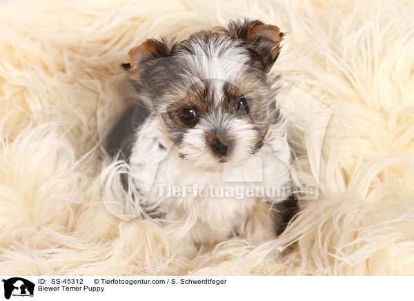 Biewer Terrier Puppy / SS-45312