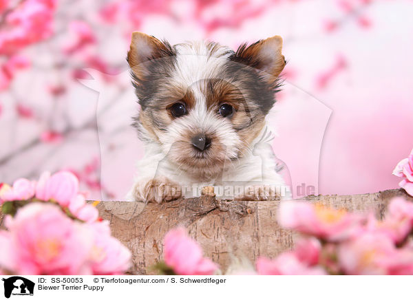 Biewer Terrier Puppy / SS-50053