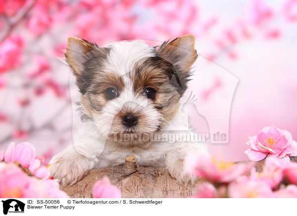 Biewer Terrier Puppy / SS-50056