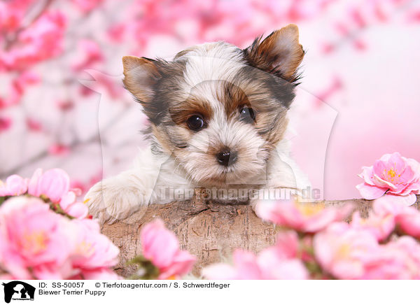 Biewer Terrier Puppy / SS-50057