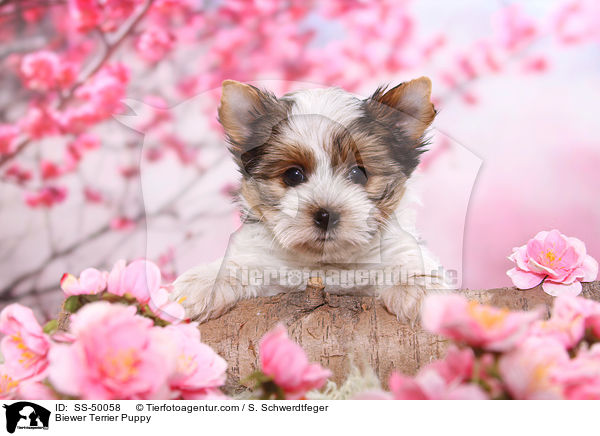 Biewer Terrier Puppy / SS-50058