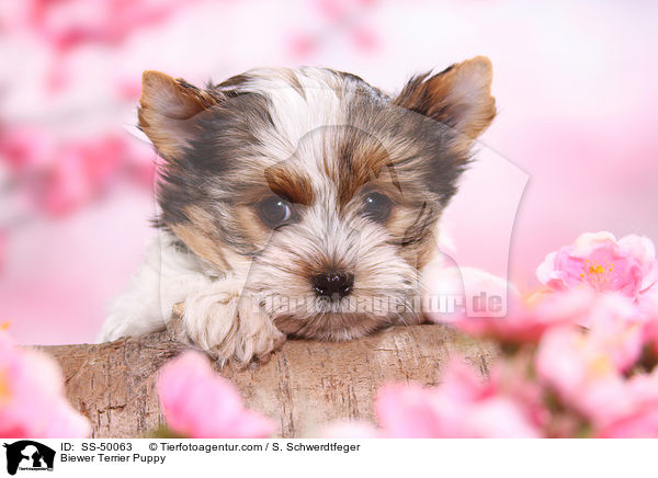 Biewer Terrier Puppy / SS-50063