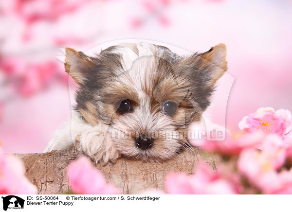 Biewer Terrier Puppy / SS-50064