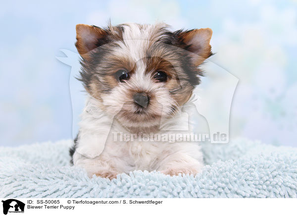 Biewer Terrier Puppy / SS-50065