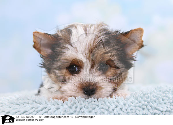 Biewer Terrier Puppy / SS-50067