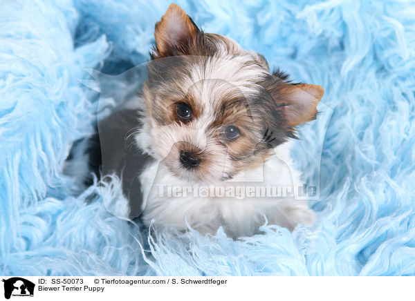 Biewer Terrier Puppy / SS-50073