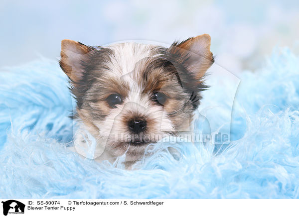 Biewer Terrier Puppy / SS-50074