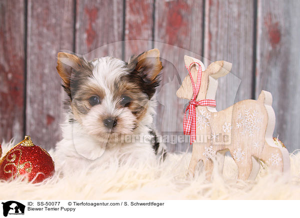 Biewer Terrier Welpe / Biewer Terrier Puppy / SS-50077