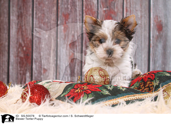 Biewer Terrier Puppy / SS-50078