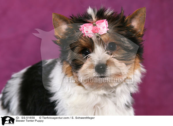 Biewer Terrier Puppy / SS-51658