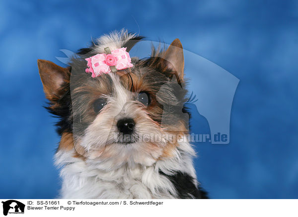 Biewer Terrier Puppy / SS-51661