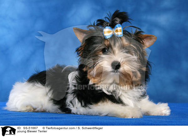 young Biewer Terrier / SS-51667