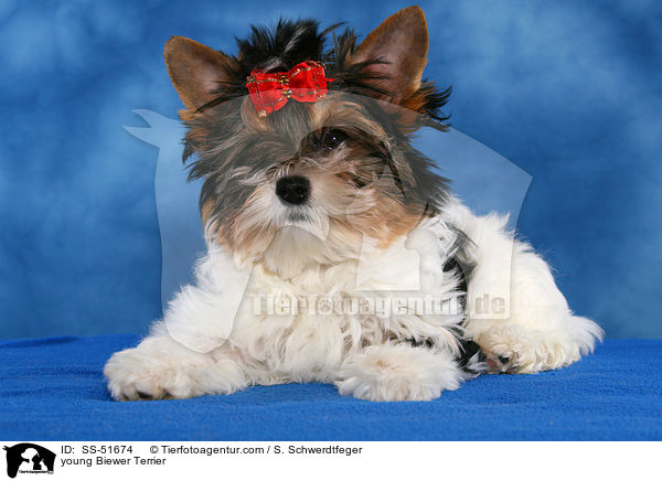 young Biewer Terrier / SS-51674