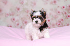 Biewer Terrier Puppy