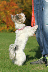Biewer Terrier jumps at human
