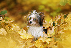 young Biewer Terrier in autumn