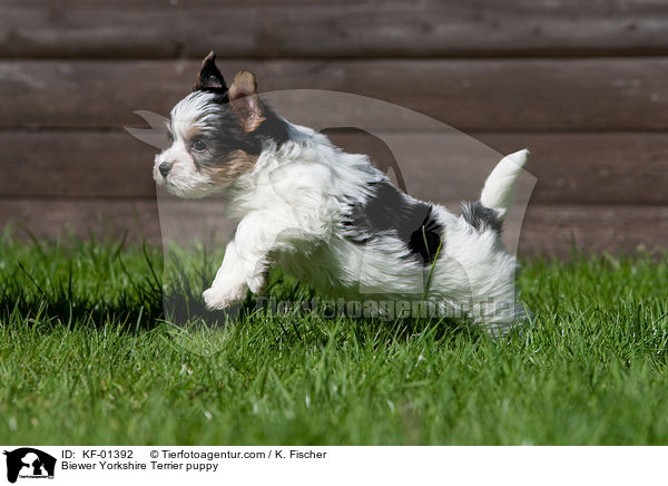 Biewer Yorkshire Terrier puppy / KF-01392