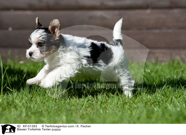 Biewer Yorkshire Terrier puppy / KF-01393
