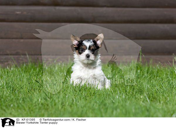 Biewer Yorkshire Terrier puppy / KF-01395